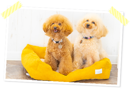 犬用ベッドの成犬２頭