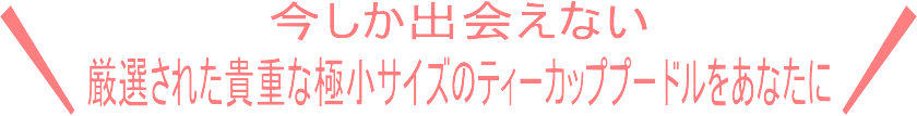 ティーカッププードルのご案内