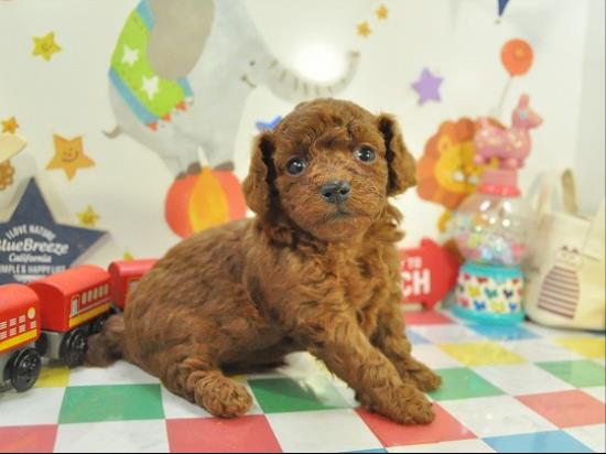 トイプードルの子犬、2020年7月3日生まれ、アプリコットの女の子