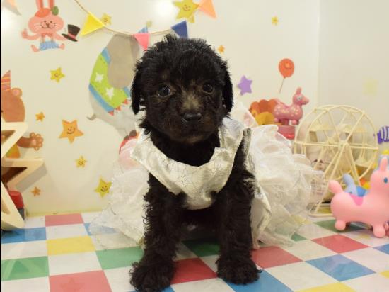 トイプードルの子犬、2020年8月27日生まれ、シルバーの女の子
