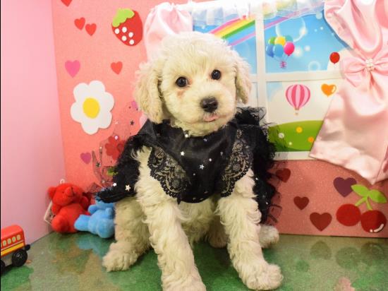 トイプードルの子犬、2020年10月19日生まれ、ホワイトの男の子
