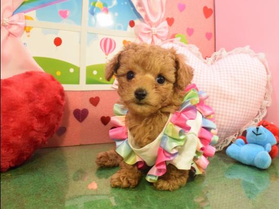 トイプードルの子犬、2020年11月17日生まれ、アプリコットの男の子