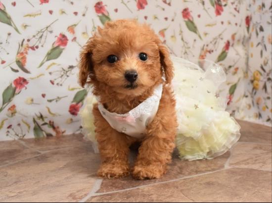 トイプードルの子犬、2021年4月9日生まれ、アプリコットの女の子