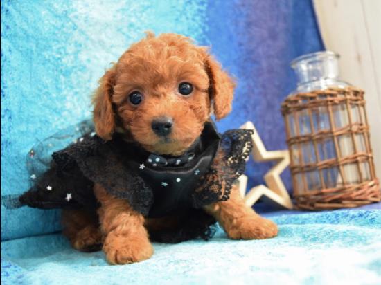 トイプードルの子犬、2021年5月9日生まれ、アプリコットの男の子
