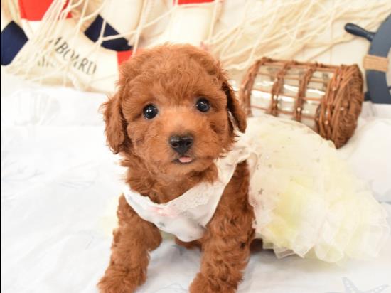 トイプードルの子犬、2021年5月27日生まれ、アプリコットの女の子