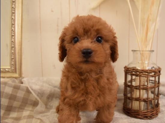 トイプードルの子犬、2021年7月22日生まれ、アプリコットの女の子