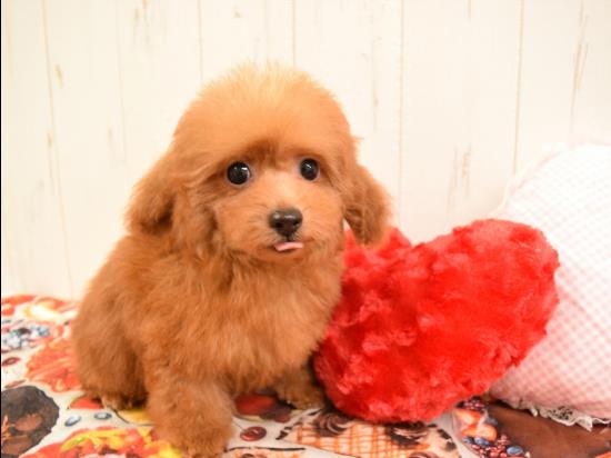 トイプードルの子犬、2021年10月5日生まれ、アプリコットの女の子