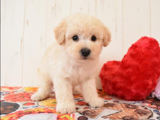 トイプードルの子犬、2021年12月6日生まれ、ホワイトの男の子