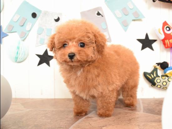 トイプードルの子犬、2022年1月22日生まれ、アプリコットの男の子