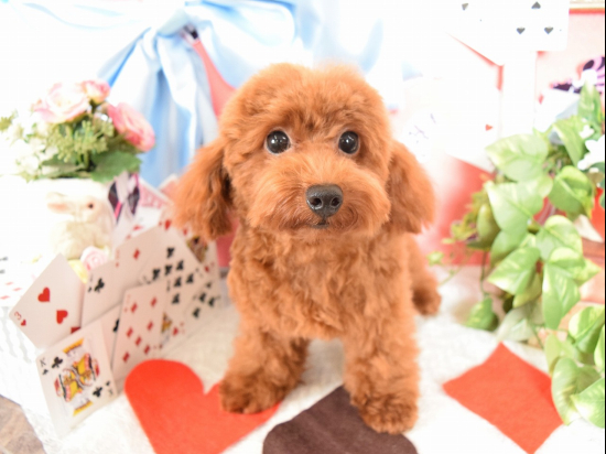 トイプードルの子犬、2022年2月25日生まれ、アプリコットの男の子