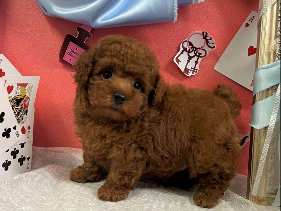 トイプードルの子犬、2022年7月11日生まれ、アプリコットの男の子