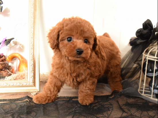 トイプードルの子犬、2022年7月19日生まれ、アプリコットの女の子