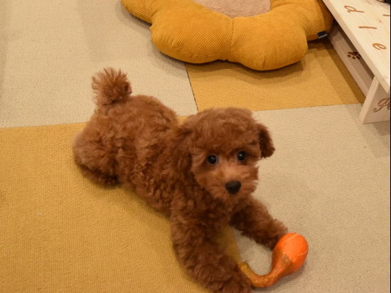 トイプードルの子犬、2022年7月28日生まれ、アプリコットの女の子