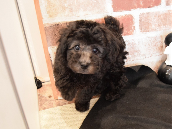 トイプードルの子犬、2022年8月12日生まれ、シルバーの男の子