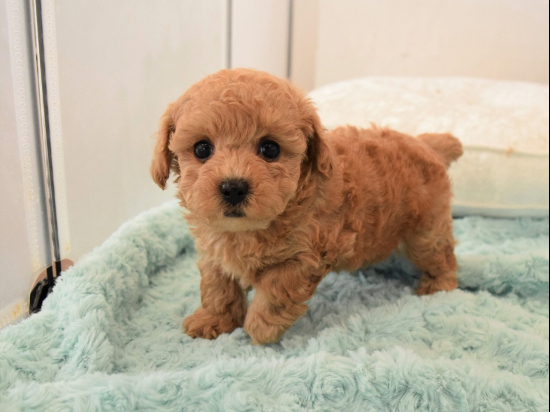 トイプードルの子犬、2022年10月4日生まれ、アプリコットの女の子