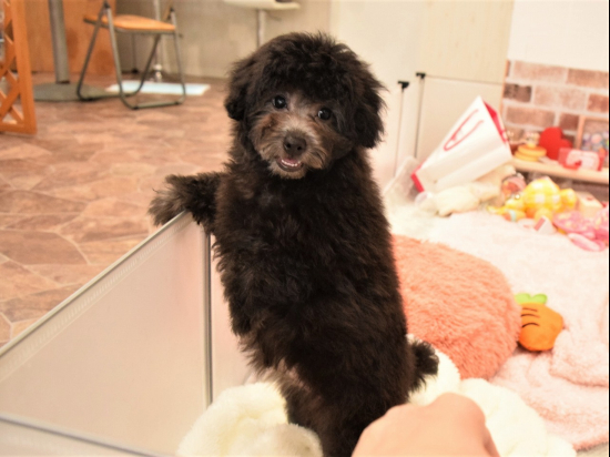 トイプードルの子犬、2022年11月13日生まれ、シルバーの女の子