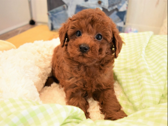 トイプードルの子犬、2023年3月27日生まれ、レッドの男の子