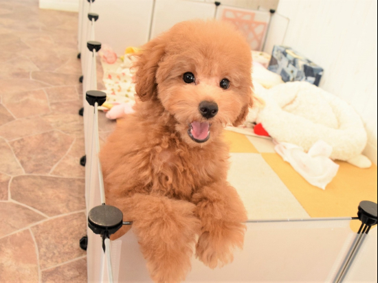 トイプードルの子犬、2023年5月8日生まれ、ｵﾚﾝｼﾞﾌｫｰﾝの男の子