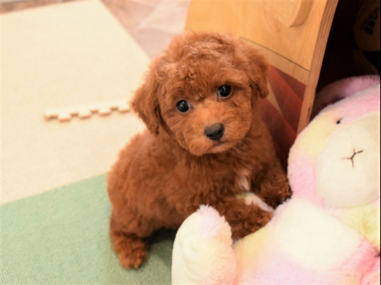 トイプードルの子犬、2023年5月14日生まれ、ﾚｯﾄﾞﾌｫｰﾝの男の子