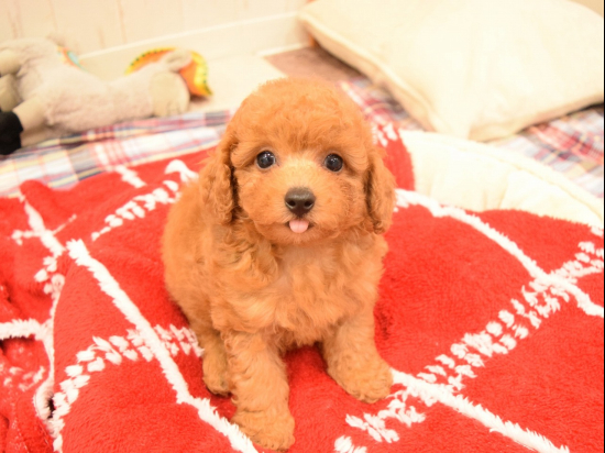 トイプードルの子犬、2023年9月20日生まれ、ｵﾚﾝｼﾞﾌｫｰﾝの男の子