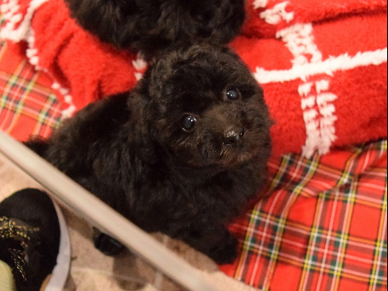 トイプードルの子犬、2023年10月10日生まれ、ブラックの女の子