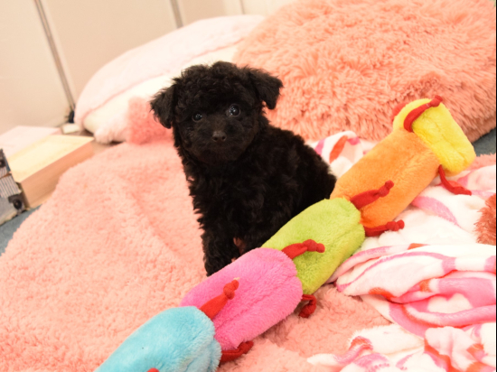 トイプードルの子犬、2024年1月5日生まれ、ブラックの女の子