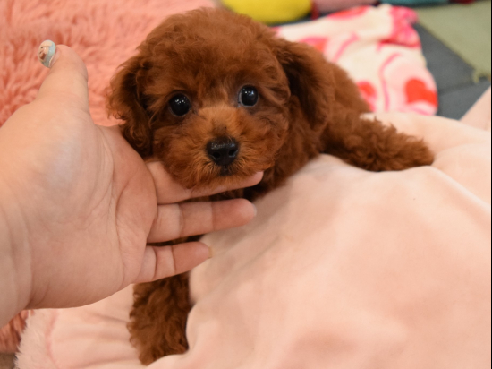 トイプードルの子犬、2024年3月25日生まれ、ﾚｯﾄﾞﾌｫｰﾝの男の子