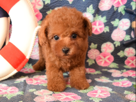トイプードルの子犬、2024年6月4日生まれ、ｵﾚﾝｼﾞﾌｫｰﾝの女の子