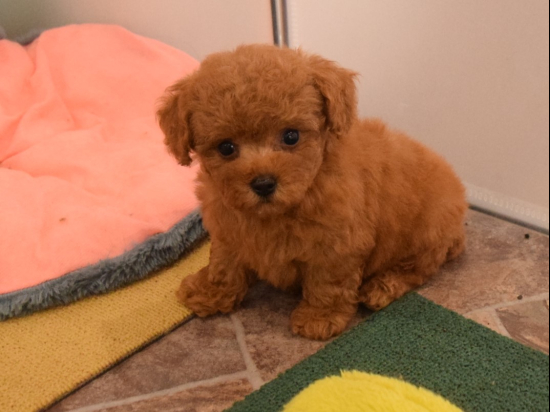 トイプードルの子犬、2024年8月31日生まれ、ｵﾚﾝｼﾞﾌｫｰﾝの女の子