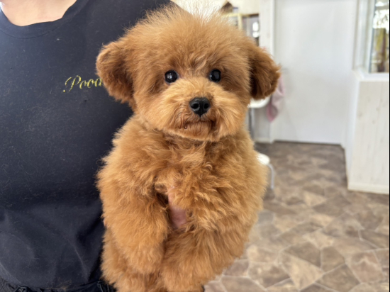 トイプードルの子犬、2024年9月10日生まれ、ｵﾚﾝｼﾞﾌｫｰﾝの女の子