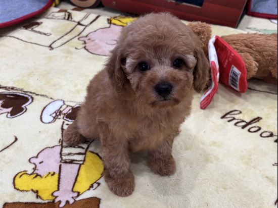 トイプードルの子犬、2025年2月20日生まれ、ｵﾚﾝｼﾞﾌｫｰﾝの男の子