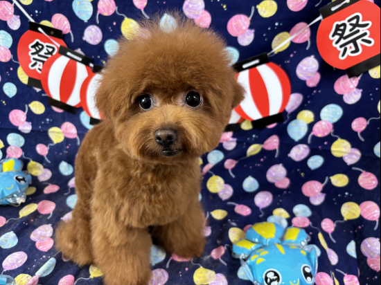トイプードルの子犬、2025年2月2日生まれ、レッドフォーンの女の子
