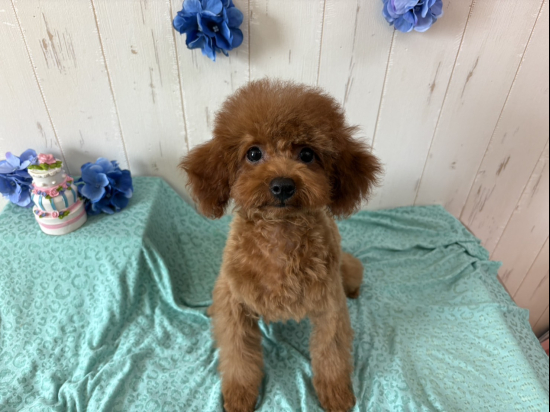 トイプードルの子犬、2025年2月11日生まれ、ﾚｯﾄﾞﾌｫｰﾝの女の子