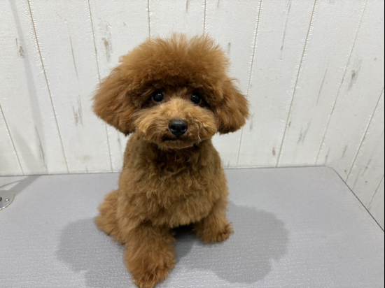 トイプードルの子犬、2025年2月22日生まれ、オレンジフォーンの男の子