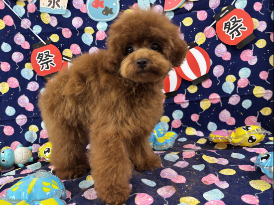 トイプードルの子犬、2025年2月22日生まれ、オレンジフォーンの女の子