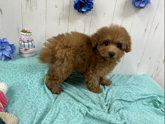 トイプードルの子犬、2025年2月22日生まれ、ｵﾚﾝｼﾞﾌｫｰﾝの男の子