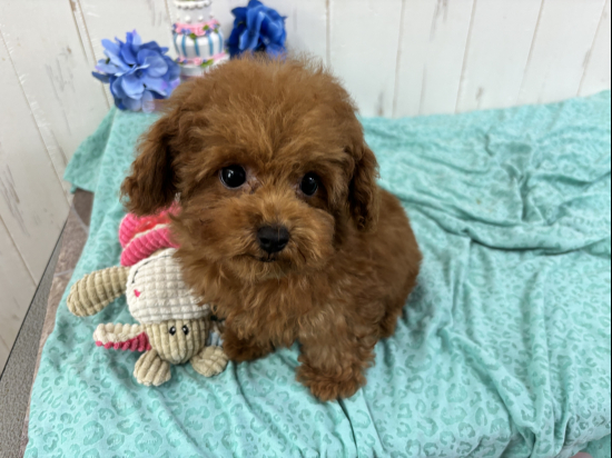トイプードルの子犬、2025年2月22日生まれ、ｵﾚﾝｼﾞﾌｫｰﾝの男の子