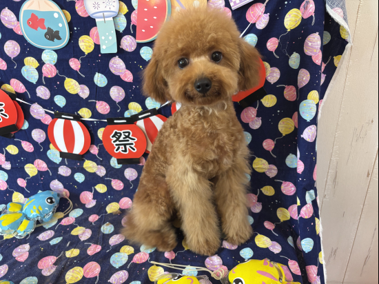 トイプードルの子犬、2025年2月23日生まれ、オレンジフォーンの男の子
