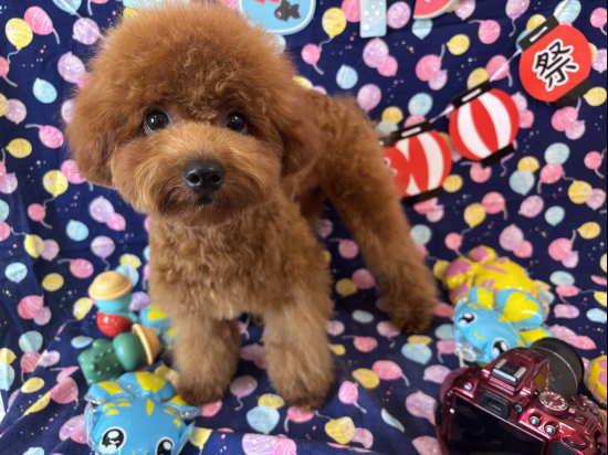 トイプードルの子犬、2025年2月23日生まれ、オレンジフォーンの女の子