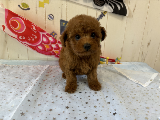 トイプードルの子犬、2025年3月7日生まれ、ｵﾚﾝｼﾞﾌｫｰﾝの男の子