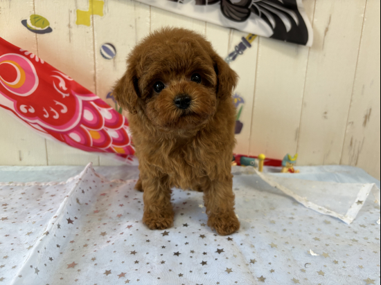 トイプードルの子犬、2025年3月7日生まれ、ｵﾚﾝｼﾞﾌｫｰﾝの男の子