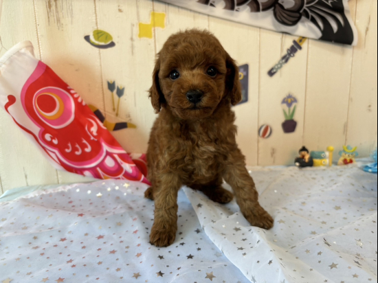 トイプードルの子犬、2025年3月9日生まれ、ｵﾚﾝｼﾞﾌｫｰﾝの男の子