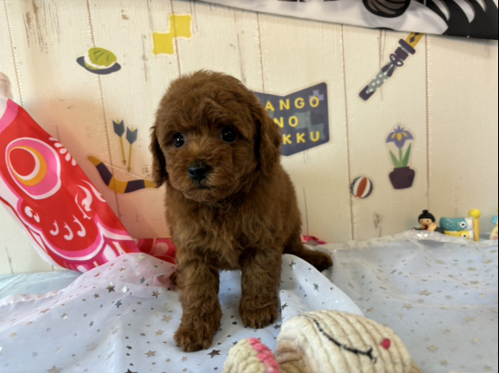 トイプードルの子犬、2025年3月9日生まれ、ｵﾚﾝｼﾞﾌｫｰﾝの女の子
