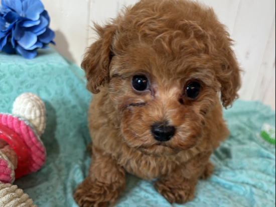 トイプードルの子犬、2025年3月12日生まれ、ｵﾚﾝｼﾞﾌｫｰﾝの男の子