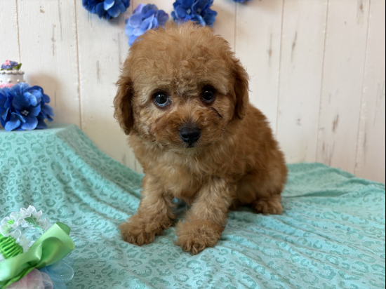 トイプードルの子犬、2025年3月24日生まれ、ｵﾚﾝｼﾞﾌｫｰﾝの男の子