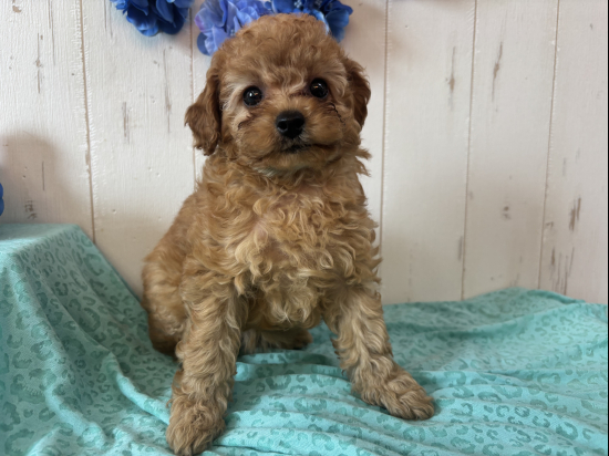 トイプードルの子犬、2025年3月24日生まれ、ﾍﾟｰﾙﾌｫｰﾝの女の子