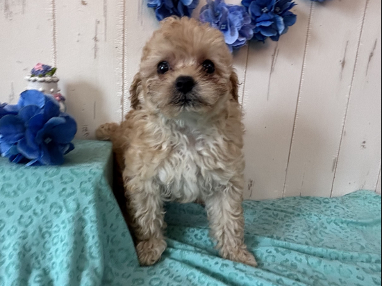 トイプードルの子犬、2025年3月24日生まれ、ｵﾚﾝｼﾞﾌｫｰﾝの女の子