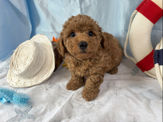 トイプードルの子犬、2025年4月14日生まれ、ｵﾚﾝｼﾞﾌｫｰﾝの男の子