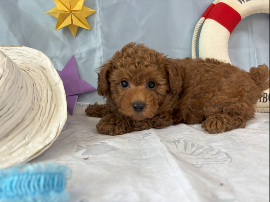 トイプードルの子犬、2025年4月14日生まれ、ﾚｯﾄﾞﾌｫｰﾝの女の子
