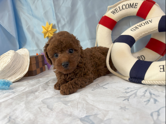 トイプードルの子犬、2025年4月14日生まれ、ｵﾚﾝｼﾞﾌｫｰﾝの女の子